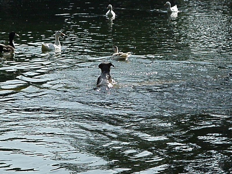 Dog in Villa Borghese in Rome.jpg